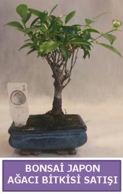 �thal Bonsai japon a�ac� bitkisi sat��� Etimesgut cicekciler , cicek siparisi 