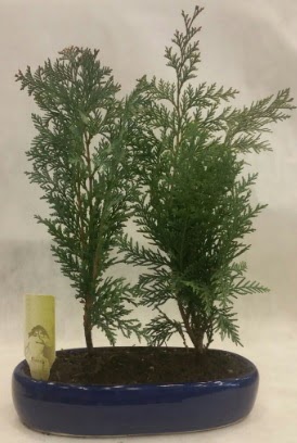 SINIRLI SAYIDA Selvi A�ac� bonsai ikili Macunk�y sevgilime hediye �i�ek 