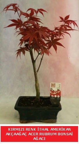 �THAL ACER RUBRUM BONSA� A�ACI Bat�kent �nternetten �i�ek sipari�i 