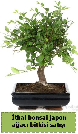 �thal bonsai saks� �i�e�i Japon a�ac� sat��� Etimesgut cicekciler , cicek siparisi 
