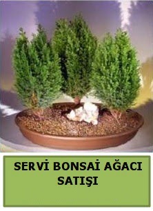 BONSA� 3 L� SERV� BONSA� A�ACI Macunk�y sevgilime hediye �i�ek 