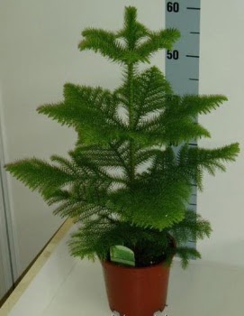 60 cm Salon �am� araucaria heterophylla Ostim mahallesi internetten �i�ek sat��� 