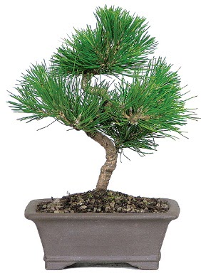 �am a�ac� bonsai japon a�ac� bitkisi Ostim mahallesi internetten �i�ek sat��� 