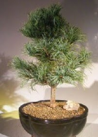 �am a�ac� bonsai bitkisi sat��� Yenimahalle �i�ek online �i�ek sipari�i 