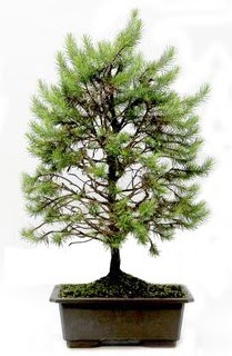*** STOKTA YOK - �am a�ac� bonsai bitkisi sat��� Kentkoop mahallesi �i�ek yolla 