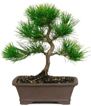 Bonsai �am a�ac� japon a�ac� bitkisi kaliteli taze ve ucuz �i�ekler 