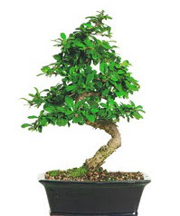 Bonsai bitkisi sat��� Macunk�y sevgilime hediye �i�ek 