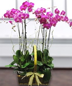 7 dall� mor lila orkide Bat�kent �nternetten �i�ek sipari�i 