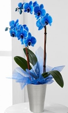 Seramik vazo ierisinde 2 dall mavi orkide Eryaman mahallesi iekiler 