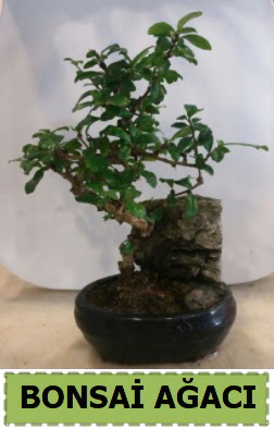 Bonsai a�ac� japon a�ac� sat��� Urankent g�n� �i�ek yolla 
