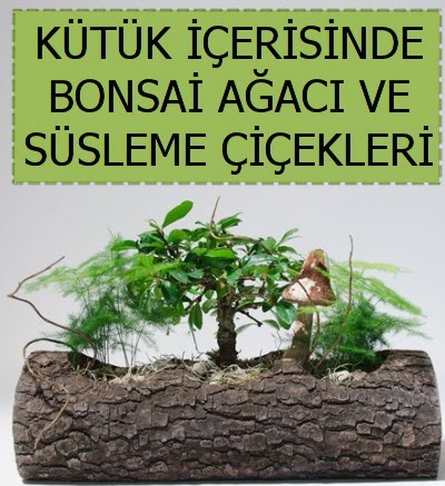 K�t�k i�erisinde bonsai japon a�a� bitkisi Demetevler Oran 14 �ubat sevgililer g�n� �i�ek 