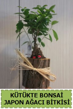K�t�k i�erisinde do�al bonsai a�ac� Macunk�y sevgilime hediye �i�ek 