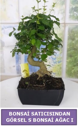 S dal e�rili�i bonsai japon a�ac� Demetevler Oran 14 �ubat sevgililer g�n� �i�ek 