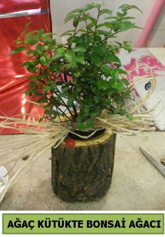 Do�al a�a� k�t�k i�erisinde bonsai a�ac� Bat�kent �nternetten �i�ek sipari�i 