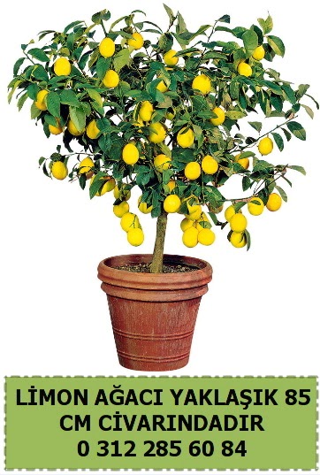 Limon a�ac� bitkisi Demetevler Oran 14 �ubat sevgililer g�n� �i�ek 