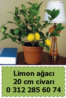 Limon a�ac� bitkisi Macunk�y sevgilime hediye �i�ek 