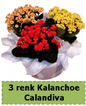 3 renk Kalanchoe Calandiva saks� bitkisi Ostim mahallesi internetten �i�ek sat��� 