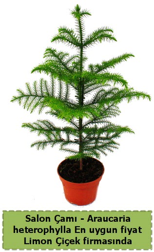 Araucaria heterophylla Salon �am� tek dall� Demetevler Oran 14 �ubat sevgililer g�n� �i�ek 