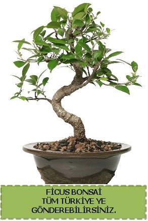 Ficus bonsai Bat�kent �nternetten �i�ek sipari�i 