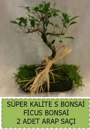 Ficus S Bonsai ve arap sa�� Macunk�y sevgilime hediye �i�ek 