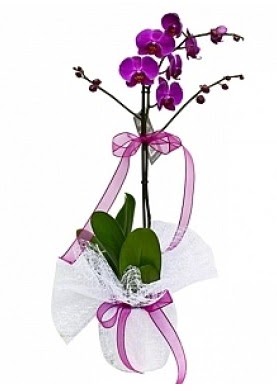 Tekli Mor Orkide Bat�kent �i�ek g�nderme 