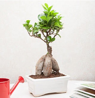 Exotic Ficus Bonsai ginseng Elvankent online �i�ek g�nderme