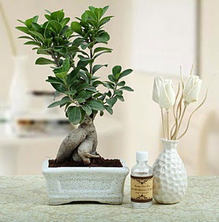 Ginseng ficus bonsai �ak�rlar �i�ek yolla , �i�ek g�nder 
