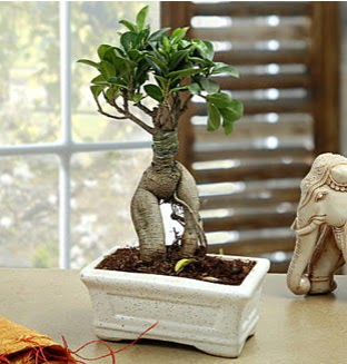 Marvellous Bonsai ginseng Bat�kent yurti�i �i�ek sipari�i 