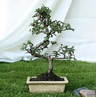Fashionable Ulmus S Shape Bonsai �thal U�ur mumcu mahallesi �i�ek sat��� 