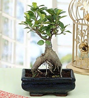 Appealing Ficus Ginseng Bonsai Yeni bat� mahallesi , �i�ek�i , �i�ek�ilik 