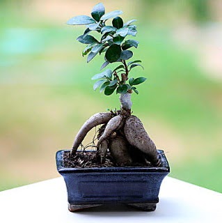 Marvellous Ficus Microcarpa ginseng bonsai �vedik g�venli kaliteli h�zl� �i�ek 