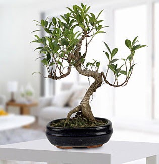 Gorgeous Ficus S shaped japon bonsai U�ur mumcu mahallesi �i�ek sat��� 