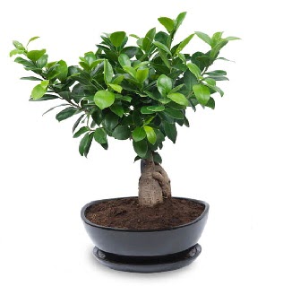 Ginseng bonsai a�ac� �zel ithal �r�n kaliteli taze ve ucuz �i�ekler 