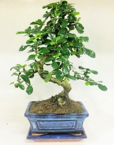 S Bonsai japon a�ac� bitkisi �aml�ca mahallesi �i�ek ma�azas� 