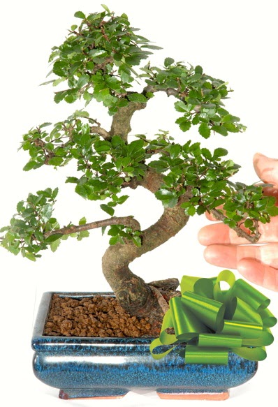 Yakla��k 25 cm boyutlar�nda S bonsai Bat�kent yurti�i �i�ek sipari�i 