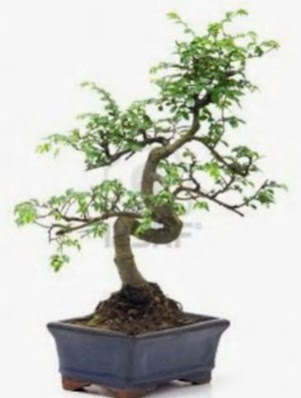S g�vde bonsai minyat�r a�a� japon a�ac� Demetevler Oran 14 �ubat sevgililer g�n� �i�ek 