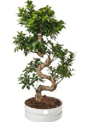 90 cm ile 100 cm civar� S peyzaj bonsai Bat�kent �nternetten �i�ek sipari�i 