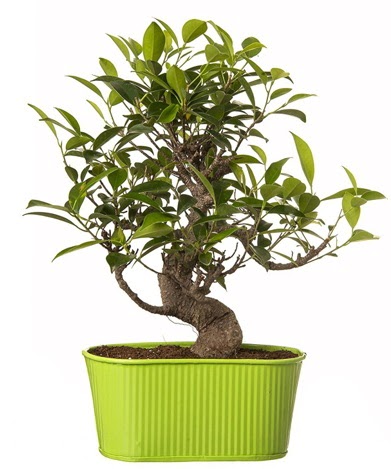 Ficus S g�vdeli muhte�em bonsai Bat�kent yurti�i �i�ek sipari�i 