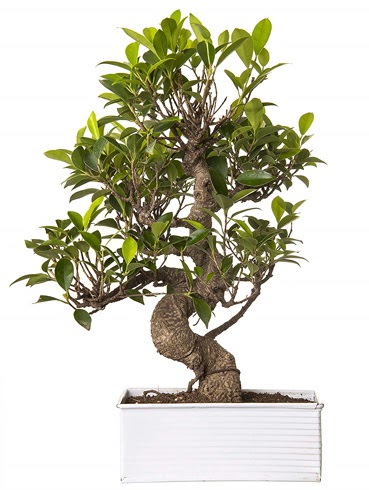 Exotic Green S G�vde 6 Year Ficus Bonsai Bat�kent �nternetten �i�ek sipari�i 