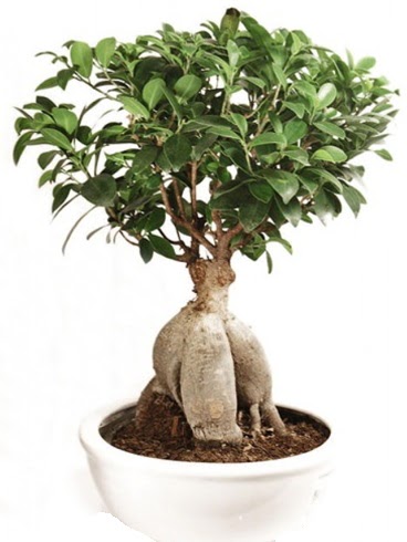 Ginseng bonsai japon a�ac� ficus ginseng Etimesgut cicekciler , cicek siparisi 