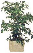 Fatih �i�ek sipari�i vermek  Ficus benjamin 