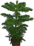 U�ur mumcu mahallesi �i�ek sat���  Araucaria 
