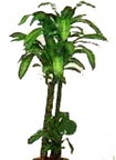 �n�n� mahallesi �i�ek�i telefonlar�  Dracaena massengena