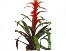 kaliteli taze ve ucuz �i�ekler  Guzmania Emprie 