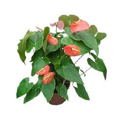 kaliteli taze ve ucuz �i�ekler  Anthurium 
