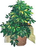 Fatih �i�ek sipari�i vermek  Schefflera gold 