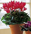 Kentkoop mahallesi �i�ek yolla  Cyclamen 
